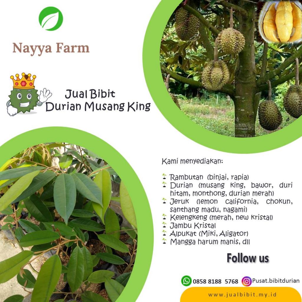 jual bibit durian musang king di cileungsi bogor jawa barat