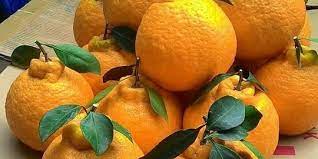 juak bibit jeruk dekopon di nayya farm cileungsi