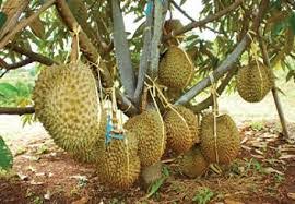 jual bibit durian di nayya farm cileungsi