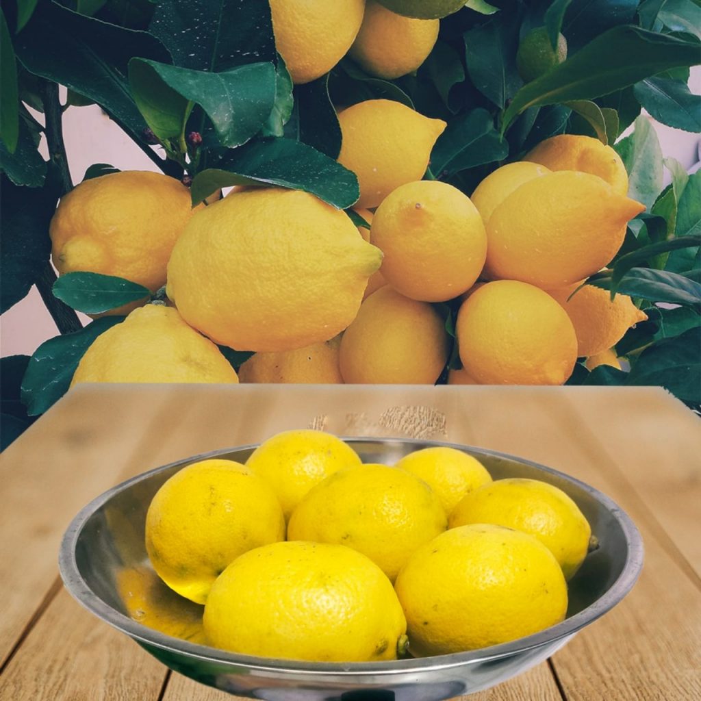jual jeruk lemon california di nayya farm cileungsi