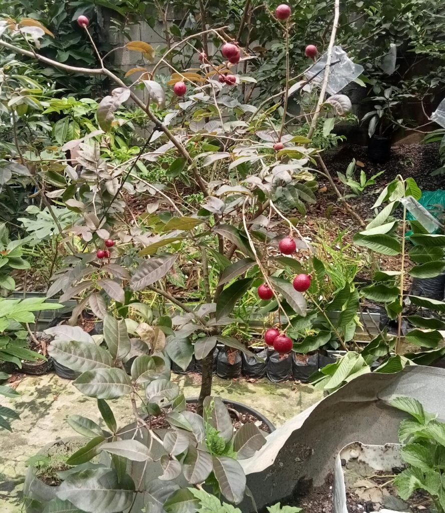 bibit buah kelengkeng merah sudah berbuah di nayya farm cileungsi