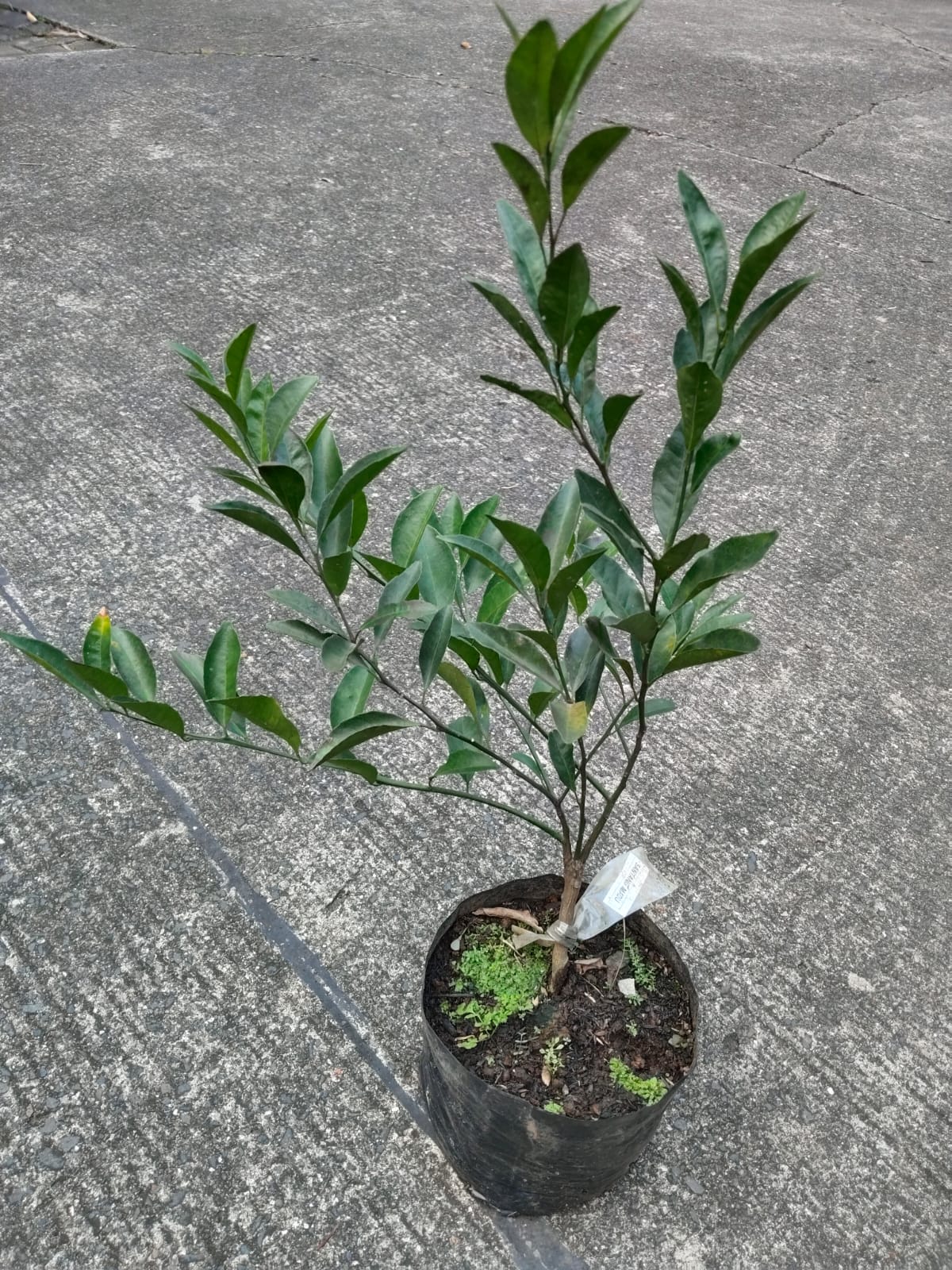 Jual Bibit Jeruk Santang Madu di Nayya Farm Cileungsi bisa Ecer maupun Grosir