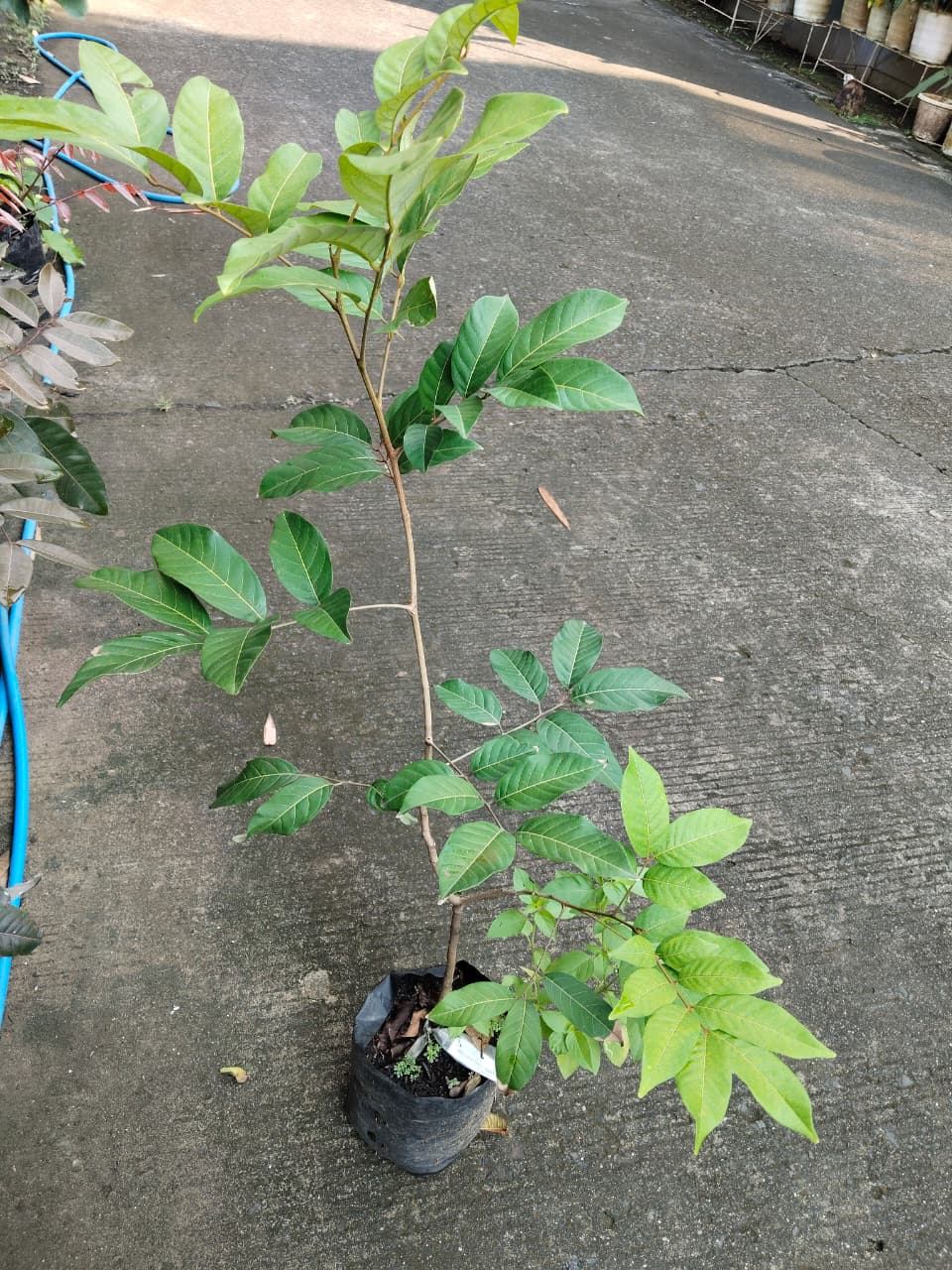 Jual Bibit Tanaman Rambutan Binjai di Nayya Farm Cileungsi bisa Grosir dan Ecer