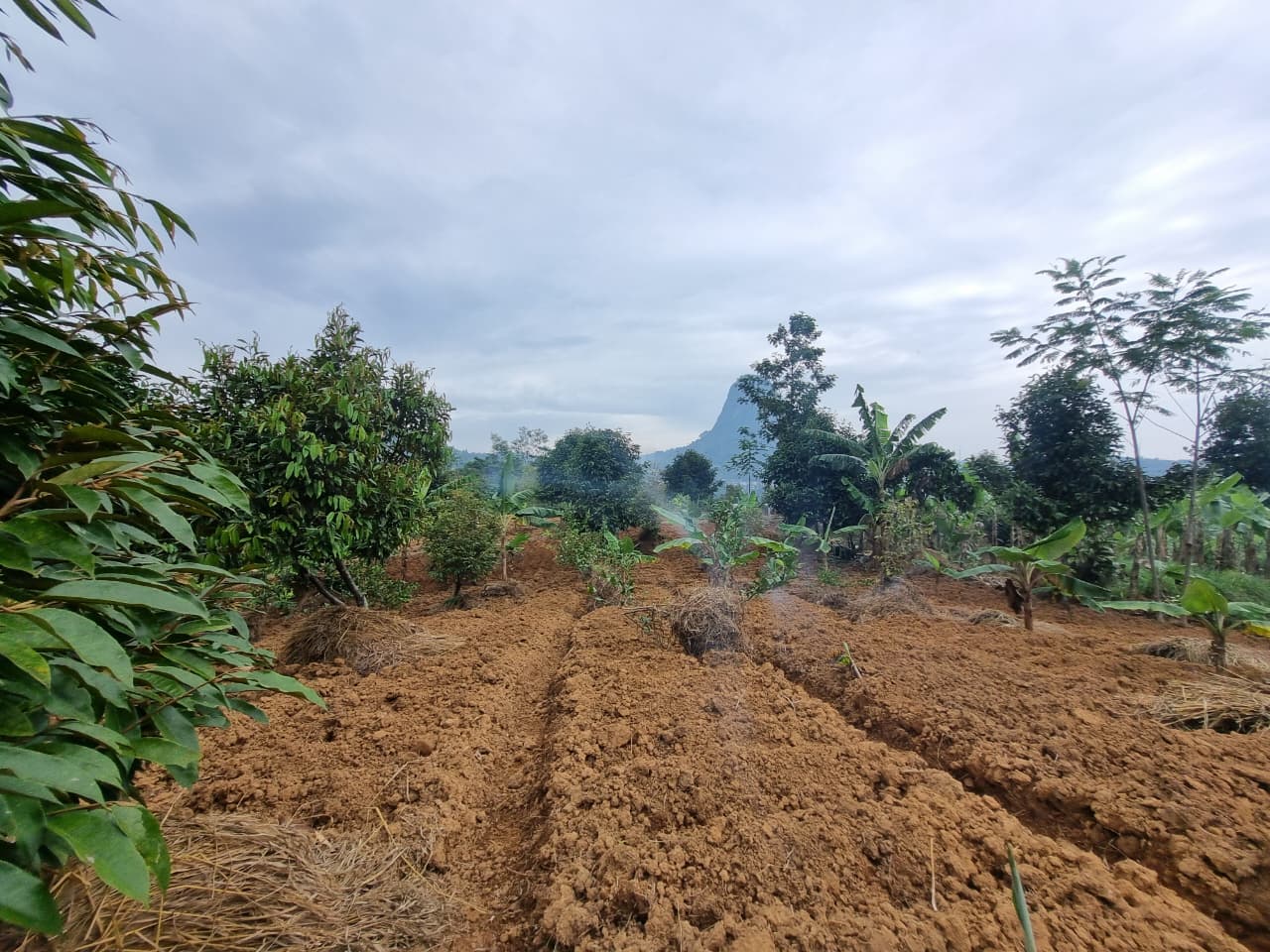 JUAL CEPAT KEBUN DURIAN, MANGGIS YANG SUBUR BISA UNTUK VILLA, SHM, VIEW SUNGAI DAN GUNUNG BATU