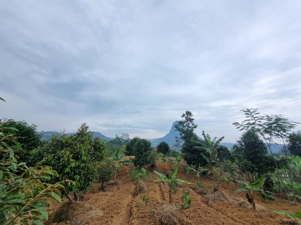JUAL CEPAT KEBUN DURIAN, MANGGIS YANG SUBUR BISA UNTUK VILLA, SHM, VIEW SUNGAI DAN GUNUNG BATU