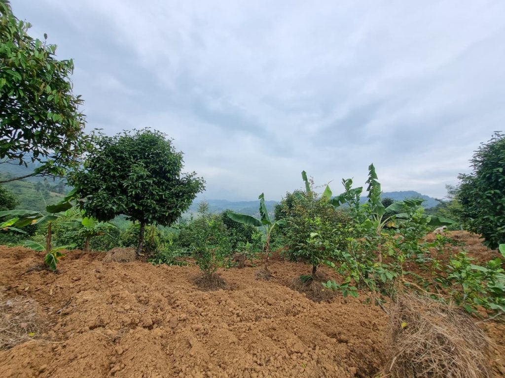 JUAL CEPAT KEBUN DURIAN, MANGGIS YANG SUBUR BISA UNTUK VILLA, SHM, VIEW SUNGAI DAN GUNUNG BATU