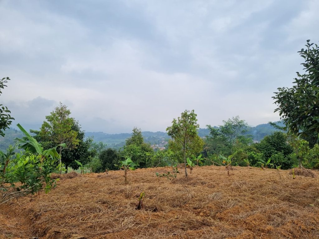 JUAL CEPAT KEBUN DURIAN, MANGGIS YANG SUBUR BISA UNTUK VILLA, SHM, VIEW SUNGAI DAN GUNUNG BATU