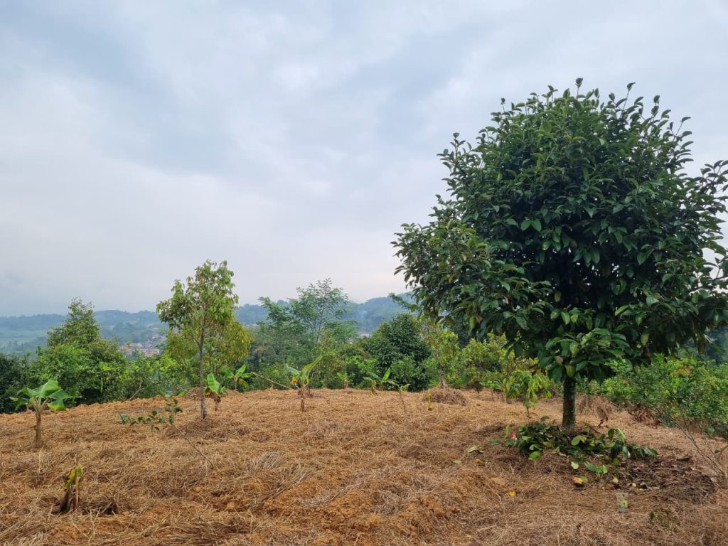 JUAL CEPAT KEBUN DURIAN, MANGGIS YANG SUBUR BISA UNTUK VILLA, SHM, VIEW SUNGAI DAN GUNUNG BATU