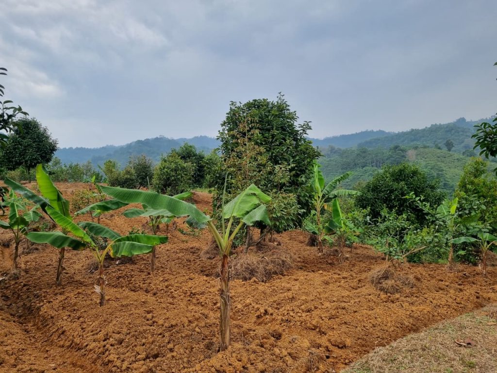 JUAL CEPAT KEBUN DURIAN, MANGGIS YANG SUBUR BISA UNTUK VILLA, SHM, VIEW SUNGAI DAN GUNUNG BATU