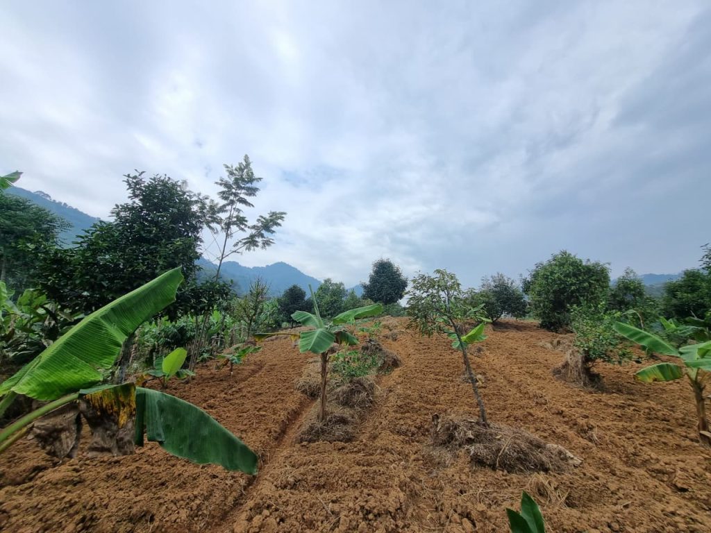 JUAL CEPAT KEBUN DURIAN, MANGGIS YANG SUBUR BISA UNTUK VILLA, SHM, VIEW SUNGAI DAN GUNUNG BATU