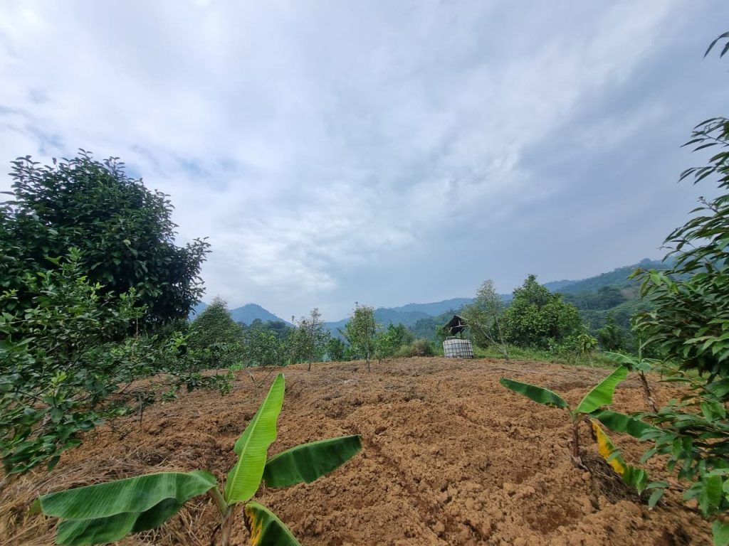 JUAL CEPAT KEBUN DURIAN, MANGGIS YANG SUBUR BISA UNTUK VILLA, SHM, VIEW SUNGAI DAN GUNUNG BATU