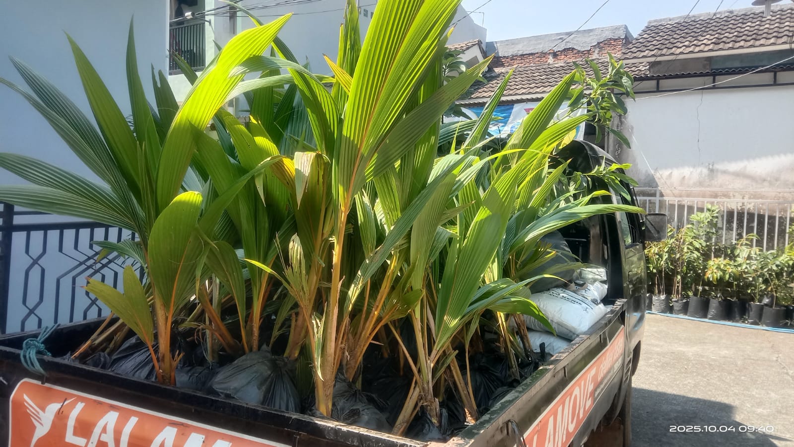Jual Bibit Kelapa Genjah Entok Salah Satu Varietas Asal Indonesia