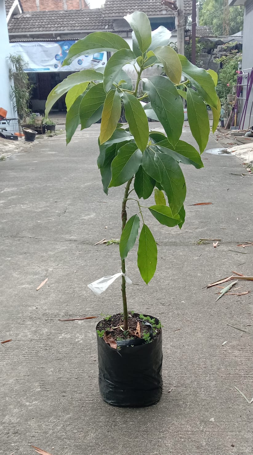 Nayya Farm Cileungsi Menjual Bibit Alpukat Jenis Miki dan Aligator secara Ecer dan Grosir