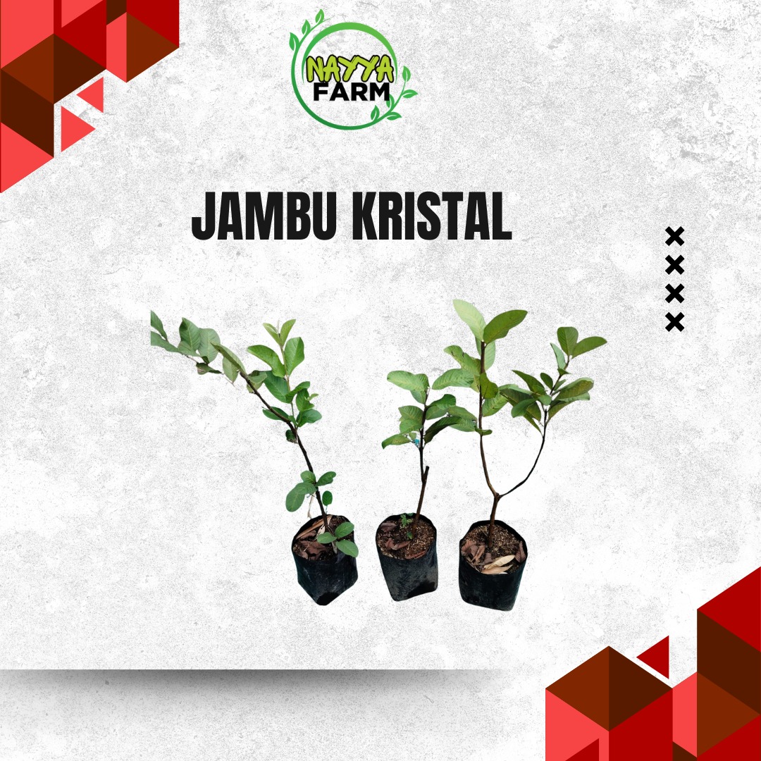 Jual Bibit Jambu Kristal di Nayya Farm Cileungsi Bisa Ecer Maupun Grosir