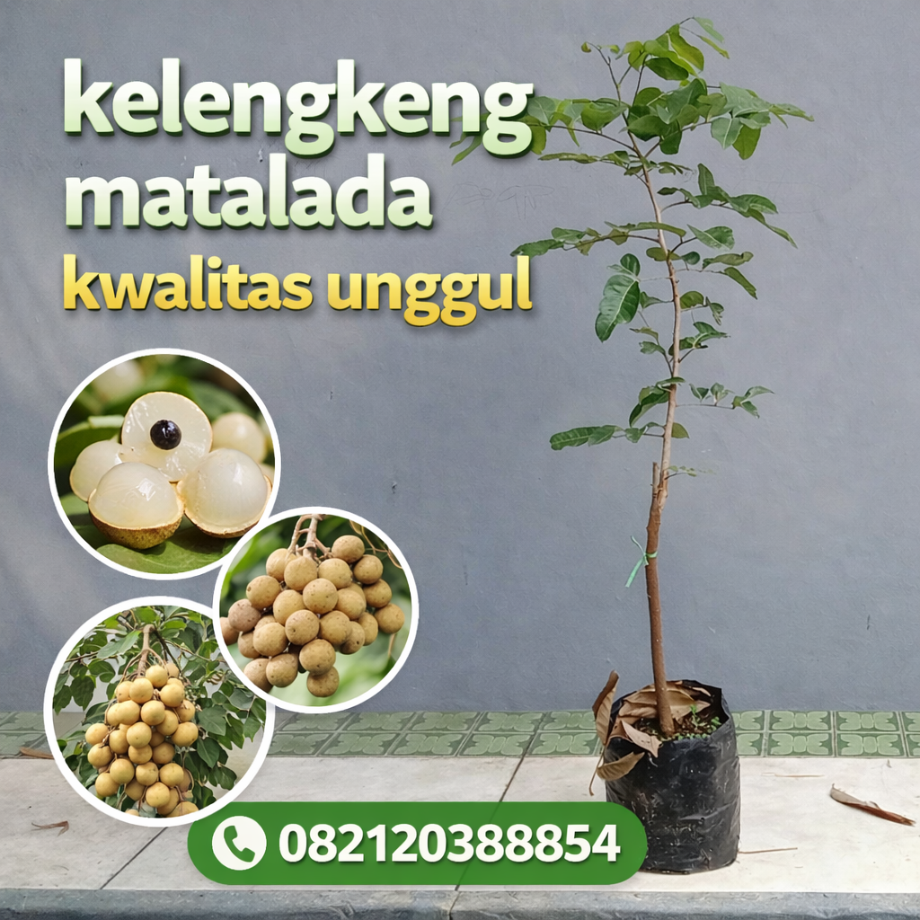 Bibit Kelengkeng Matalada Unggul – Cepat Berbuah & Manis Legit