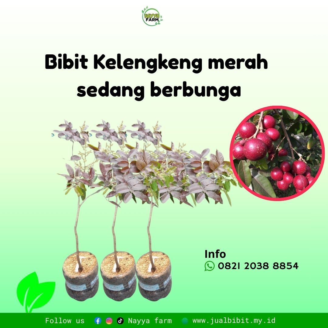 Bibit Buah Kelengkeng Merah Unggul untuk Budidaya dan Investasi