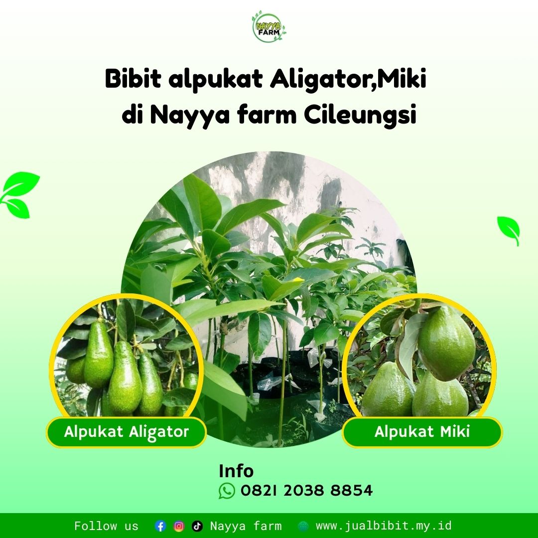 Alpukat Miki dan Alpukat Aligator: Varietas Unggul dengan Hasil Tinggi