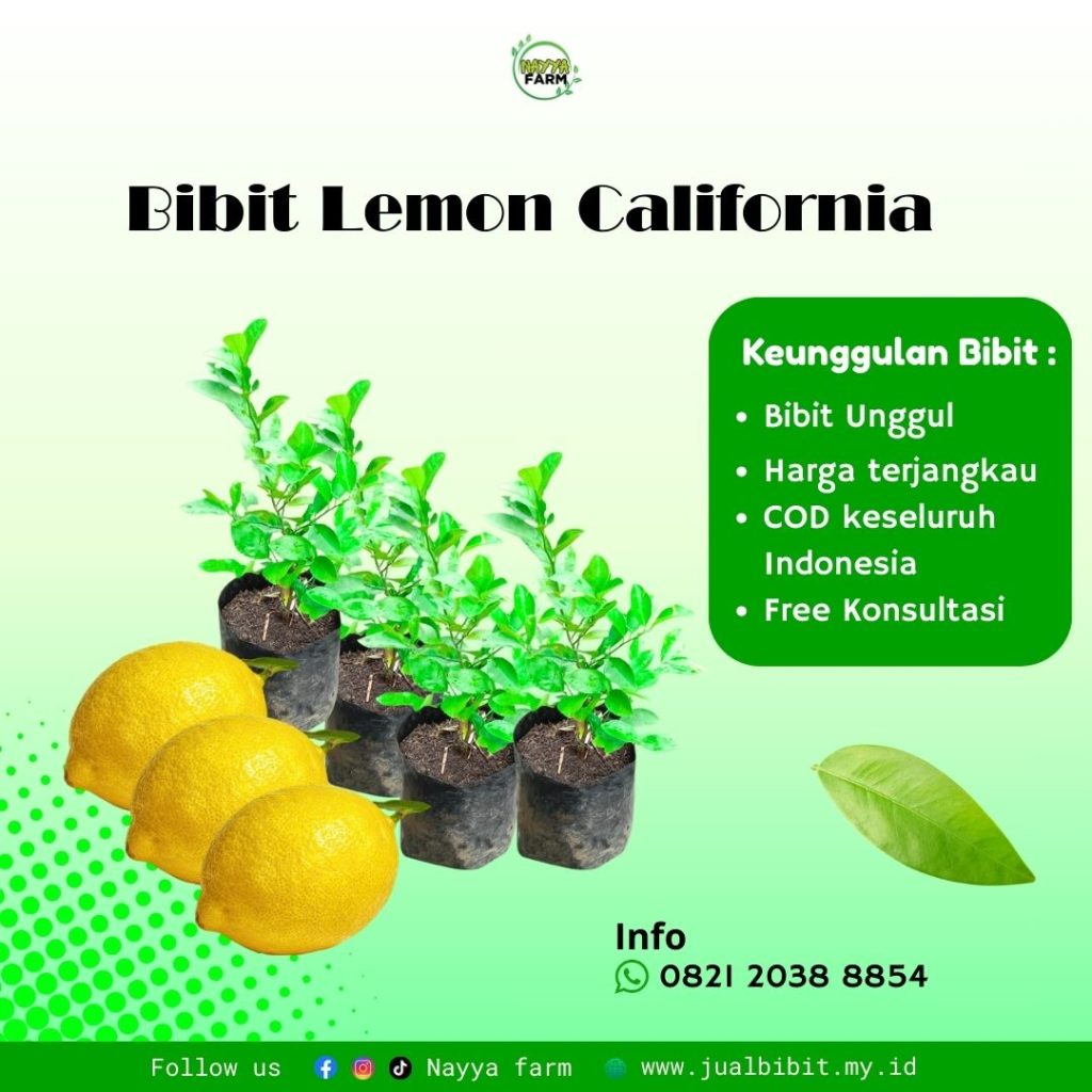 Lemon California: Jeruk Premium dengan Rasa Segar dan Peluang Usaha Menjanjikan
