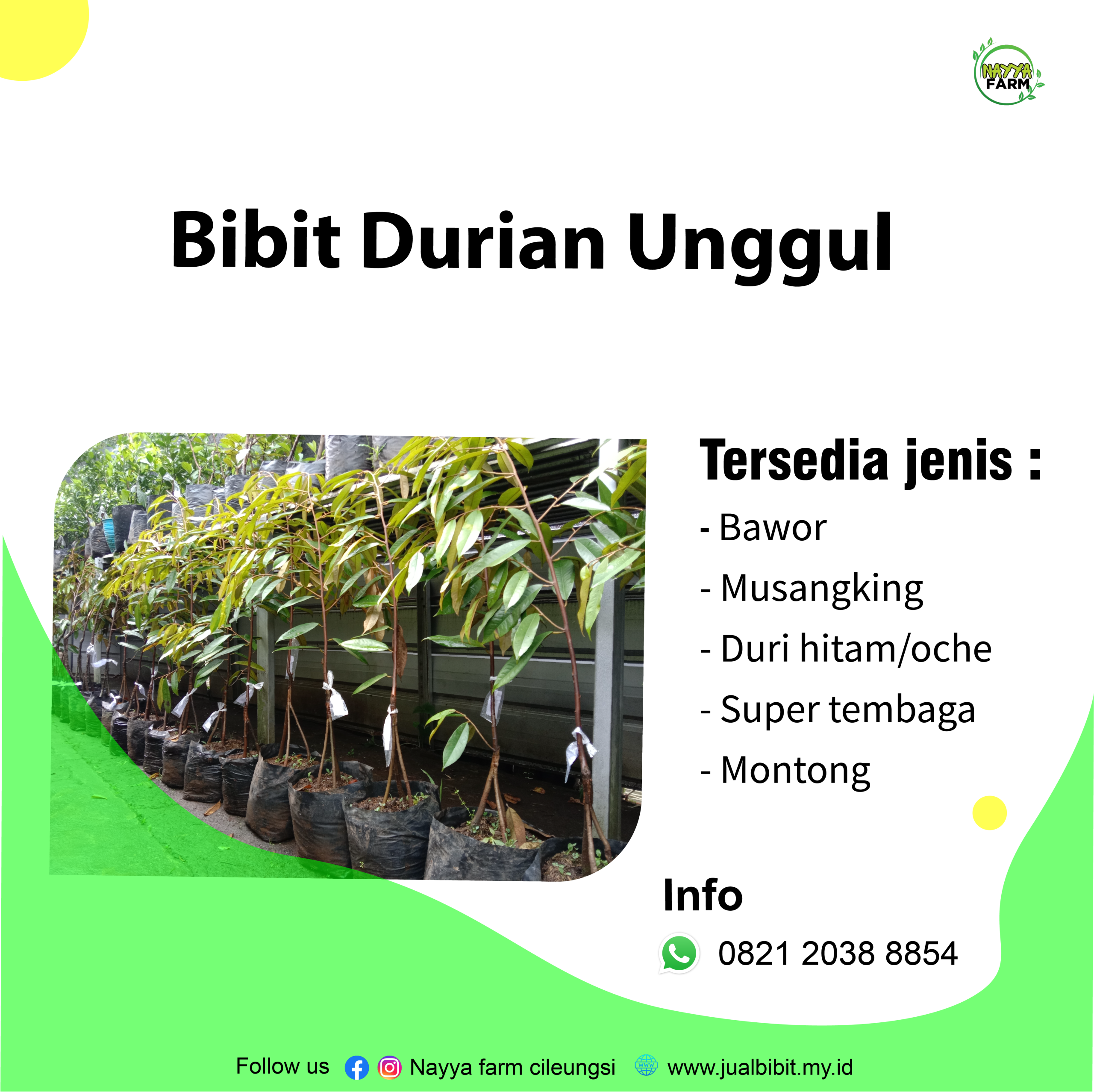 Bibit Durian Musangking Asli Unggul – Produktif & Cepat Berbuah