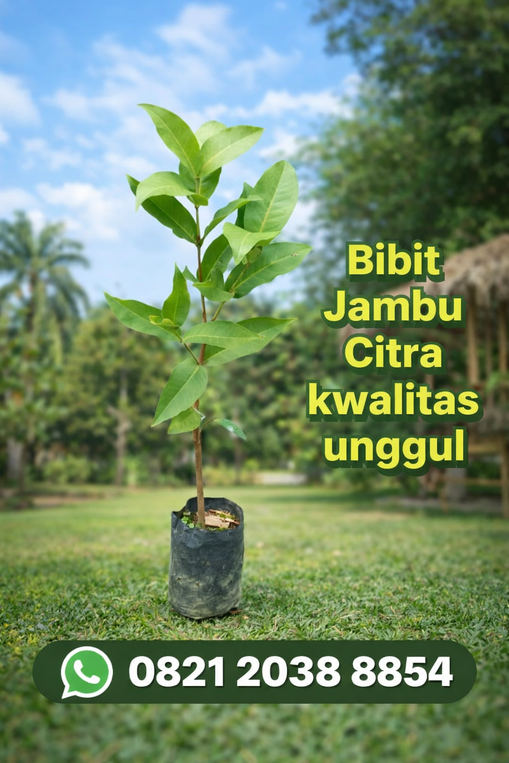 Jambu Citra: Jambu Biji Premium dan Bibit Unggul di Nayya Farm Cileungsi