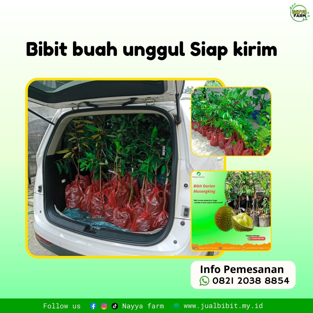Jual & Kirim Bibit Buah Unggulan Terpercaya di Wilayah Cileungsi dan Sekitarnya