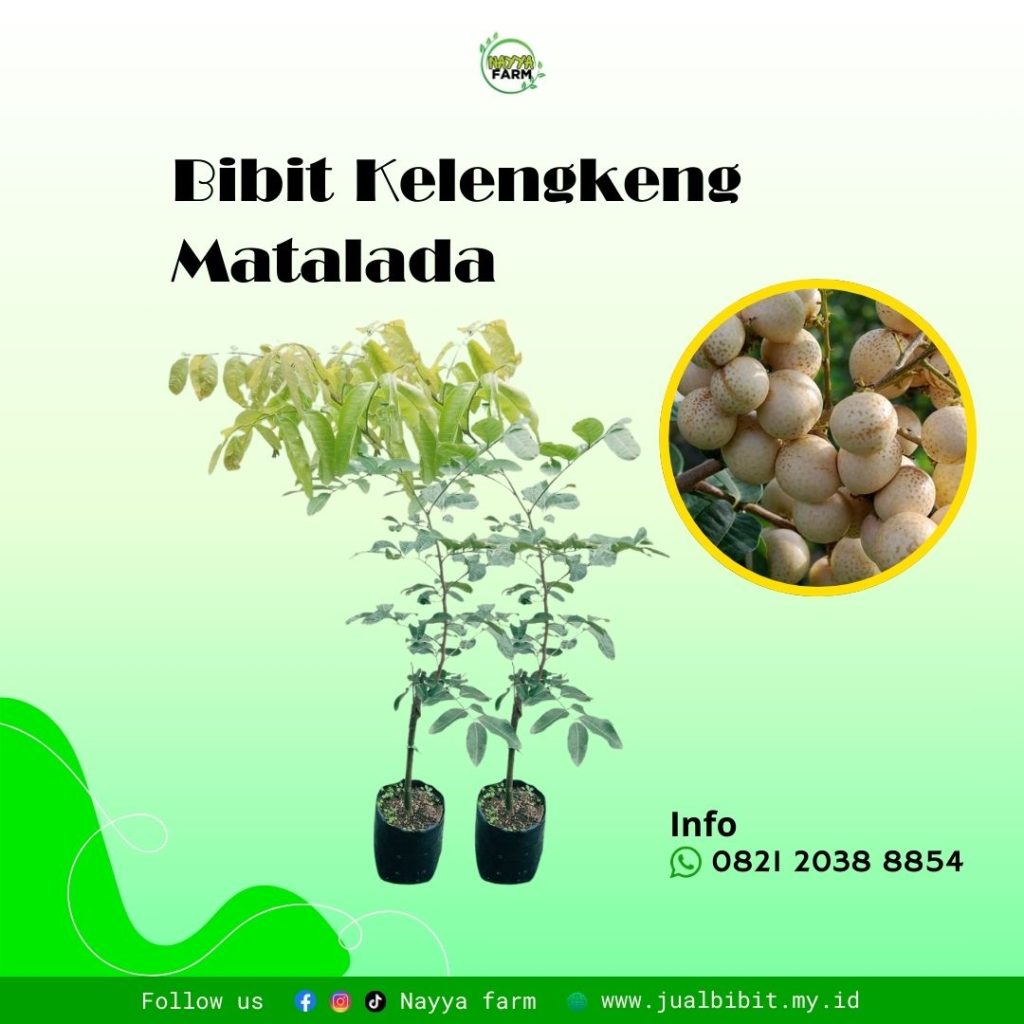 Kelengkeng Matalada: Varietas Unggul dengan Rasa Manis dan Produktivitas Tinggi
