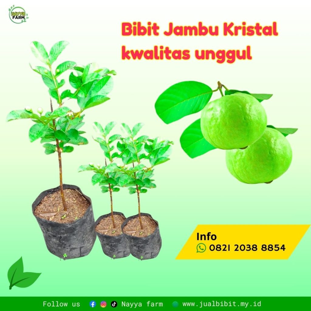 Bibit Jambu Kristal Unggul: Cara Menanam dan Keunggulannya