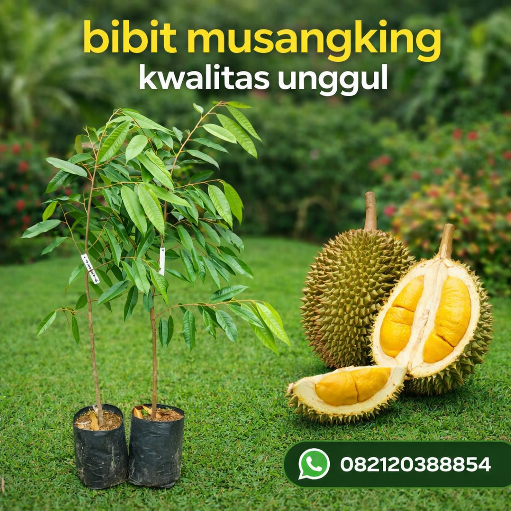 Jual Bibit Durian Musangking Kualitas Unggul – Cepat Berbuah & Terjamin Asli